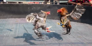 đá gà cựa sắt