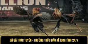 Đá gà trực tuyến