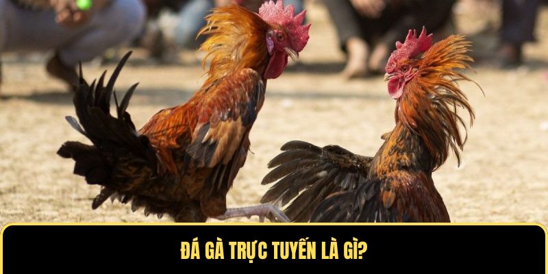 Đá gà trực tuyến là bộ môn giải trí đặc sắc