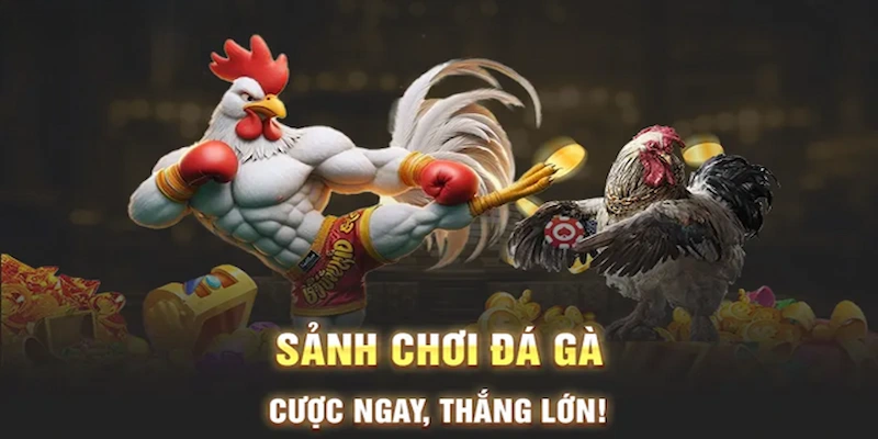 Giới thiệu sơ bộ về chuyên mục đá gà Oxbet