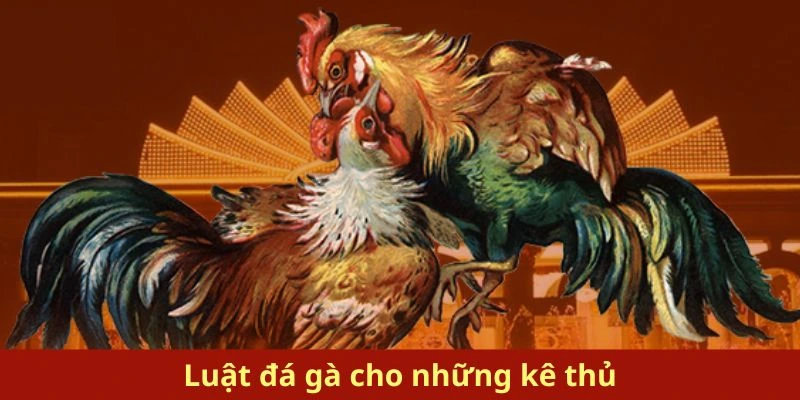 Luật đá gà cho những kê thủ