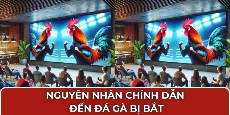 Nguyên nhân chính dẫn đến đá gà bị bắt