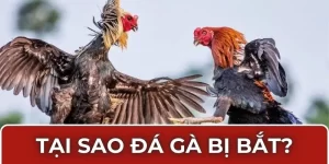 tại sao đá gà bị bắt
