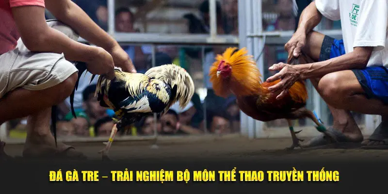 Thể thức thi đấu đá kê tre siêu hấp dẫn tại Oxbet