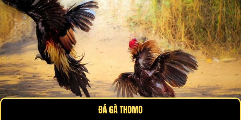 Tổ chức đá gà tại Thomo